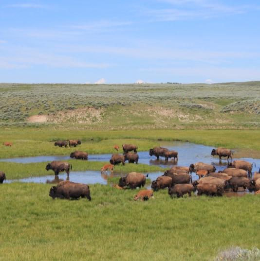 buffalo in yellowstone